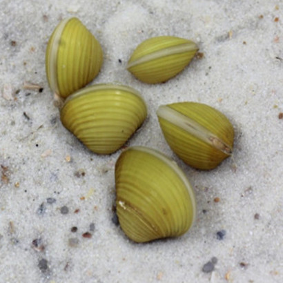 CORBICULA JAVANICUS " yellow clam"