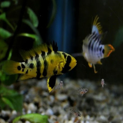APISTOGRAMMA BAENSCHI INCA / le couple