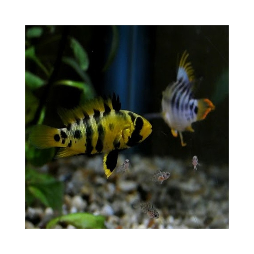 APISTOGRAMMA BAENSCHI INCA / le couple APISTOGRAMMA BAENSCHI INCA / le couple