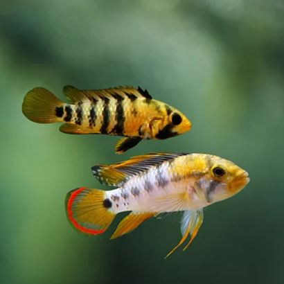 APISTOGRAMMA BAENSCHI INCA / le couple