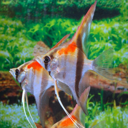 PTEROPHYLLUM  RIO AMAPA RED BACK