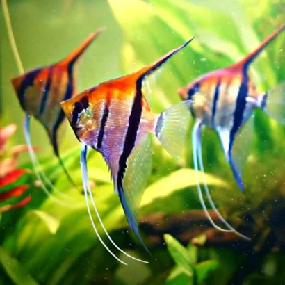 PTEROPHYLLUM  RIO AMAPA RED BACK