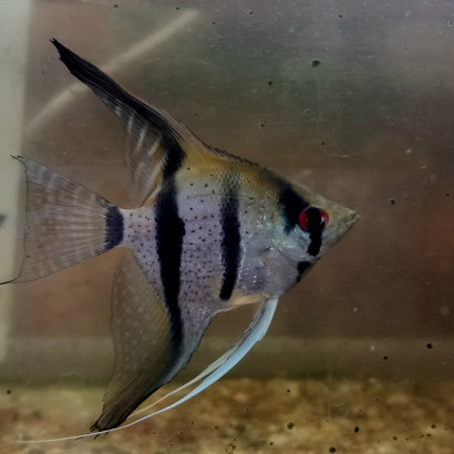 PTEROPHYLLUM  RIO ITAYA BLUE
