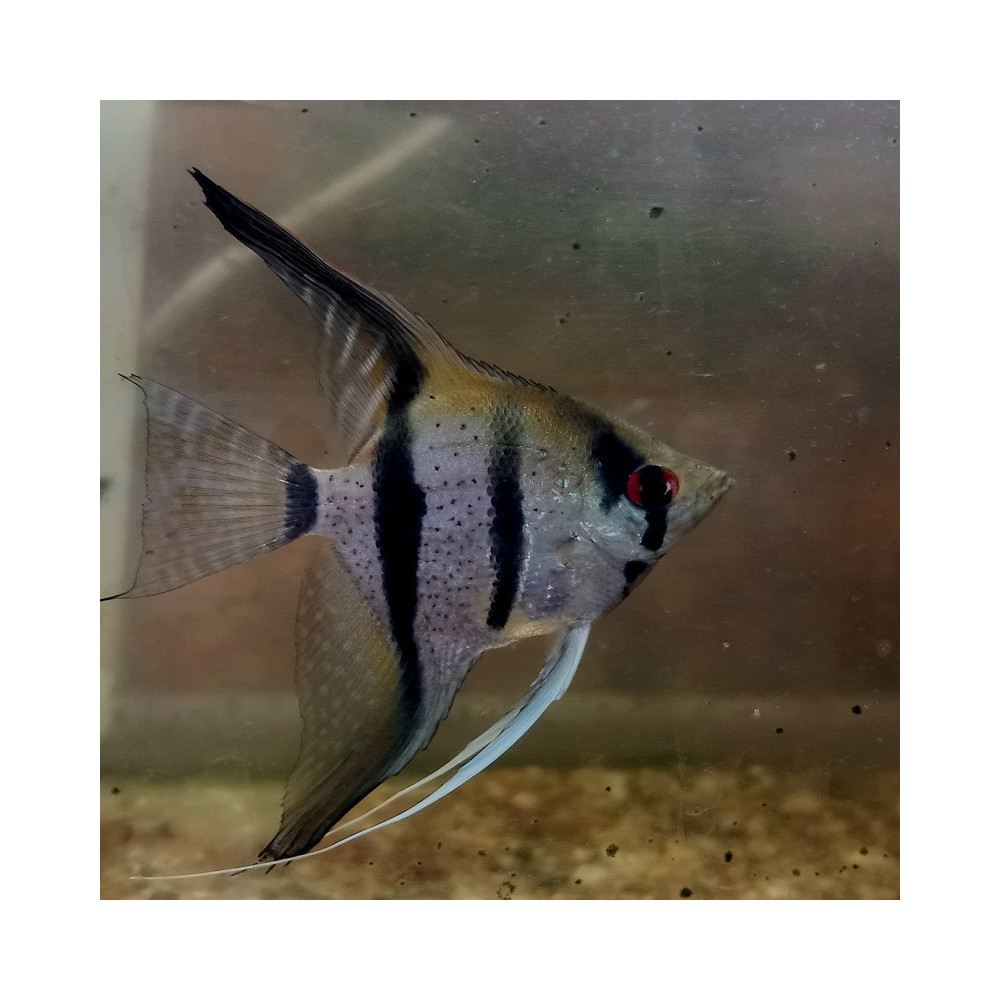 PTEROPHYLLUM RIO ITAYA BLUE PTEROPHYLLUM RIO ITAYA BLUE