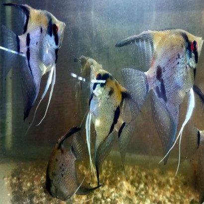 PTEROPHYLLUM  RIO ITAYA BLUE