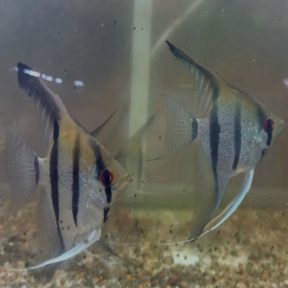 PTEROPHYLLUM  RIO ITAYA BLUE