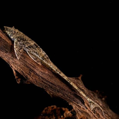LORICARIA EIGENMANNI