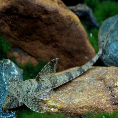 LORICARIA EIGENMANNI / HEMILORICARIA VENEZUELA / RINELORICARIA EIGENMANNI