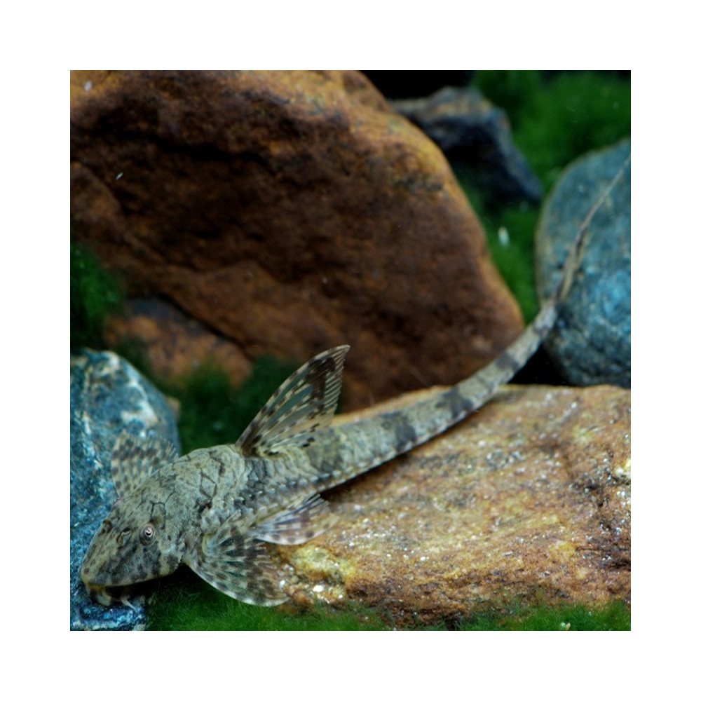 LORICARIA EIGENMANNI / HEMILORICARIA VENEZUELA / RINELORICARIA EIGENMANNI