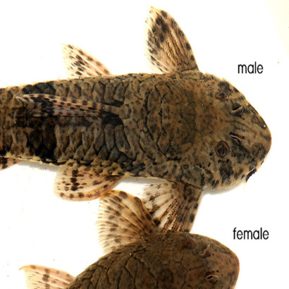 LORICARIA EIGENMANNI / HEMILORICARIA VENEZUELA / RINELORICARIA EIGENMANNI