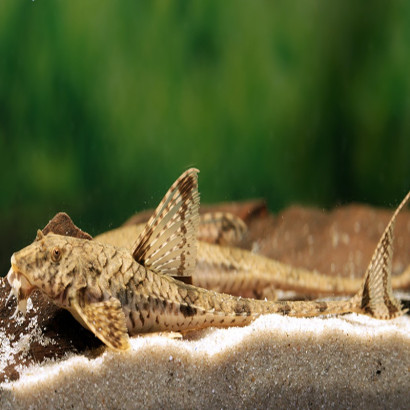 LORICARIA EIGENMANNI / HEMILORICARIA VENEZUELA / RINELORICARIA EIGENMANNI