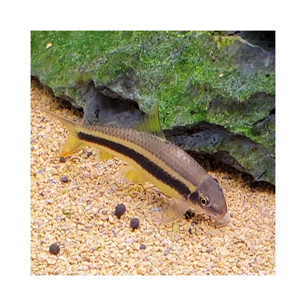 GARRA TAENIATA / GARRA CAMBODGIENSIS 3-4 cms