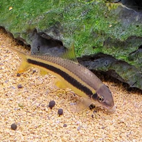 GARRA TAENIATA / GARRA CAMBODGIENSIS 3-4 cms