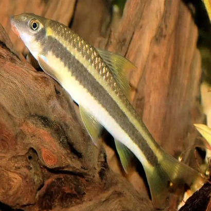 GARRA TAENIATA / GARRA CAMBODGIENSIS 3-4 cms