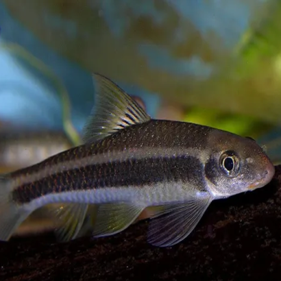 GARRA TAENIATA / GARRA CAMBODGIENSIS 3-4 cms