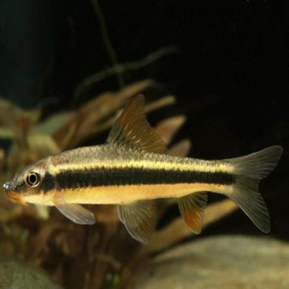 GARRA TAENIATA / GARRA CAMBODGIENSIS 3-4 cms