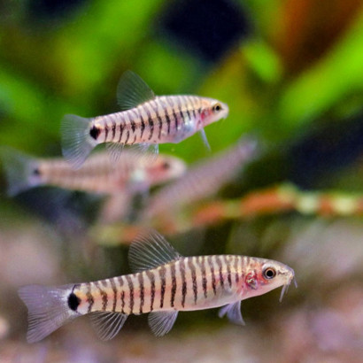 YUNNANILUS CRUCIATUS / MICRONEMACHEILUS CRUCIATUS / LOCHE ZEBRE NAIN