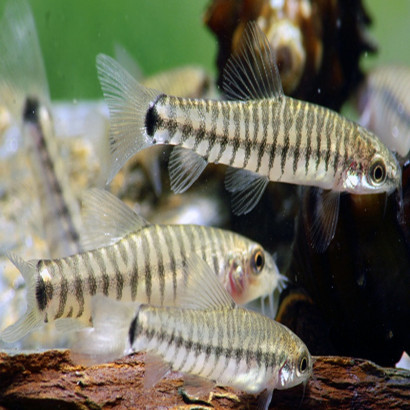 YUNNANILUS CRUCIATUS / MICRONEMACHEILUS CRUCIATUS / LOCHE ZEBRE NAIN