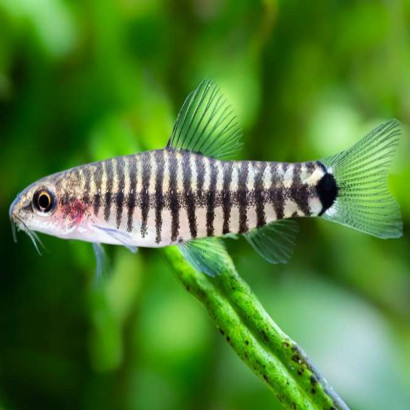 YUNNANILUS CRUCIATUS / Micronemacheilus cruciatus