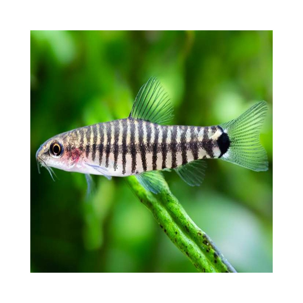 YUNNANILUS CRUCIATUS / Micronemacheilus cruciatus YUNNANILUS CRUCIATUS / Micronemacheilus cruciatus