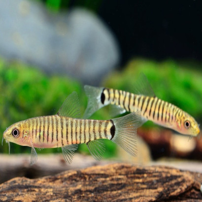 YUNNANILUS CRUCIATUS / MICRONEMACHEILUS CRUCIATUS / LOCHE ZEBRE NAIN