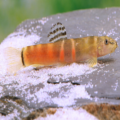 SCHISTURA ATARENSIS / SCHISTURA BALTEATA / LOCHE SUMO