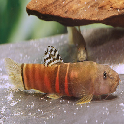 SCHISTURA ATARENSIS / SCHISTURA BALTEATA / LOCHE SUMO