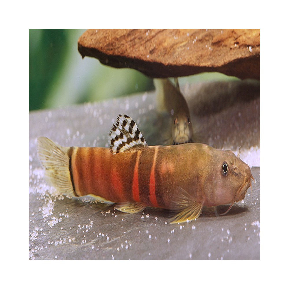 SCHISTURA ATARENSIS / SCHISTURA BALTEATA / LOCHE SUMO SCHISTURA ATARENSIS / SCHISTURA BALTEATA / LOCHE SUMO