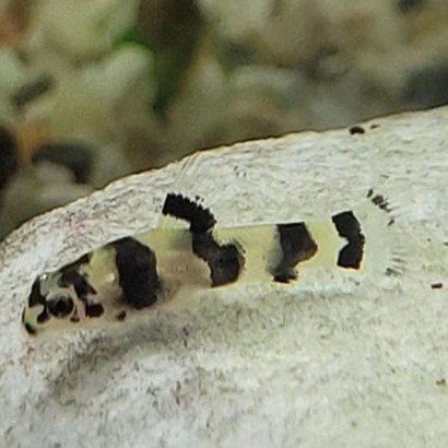 SEWELLIA BREVIVENTRALIS / SEW04 /LOCHE RAYEE