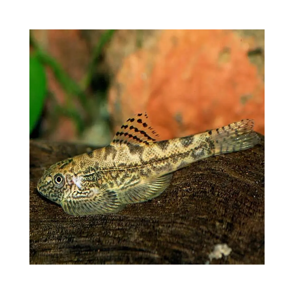 SEWELLIA BREVIVENTRALIS / SEW04 /LOCHE RAYEE SEWELLIA BREVIVENTRALIS / SEW04 /LOCHE RAYEE