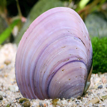 CORBICULA JAVANICUS PURPLE