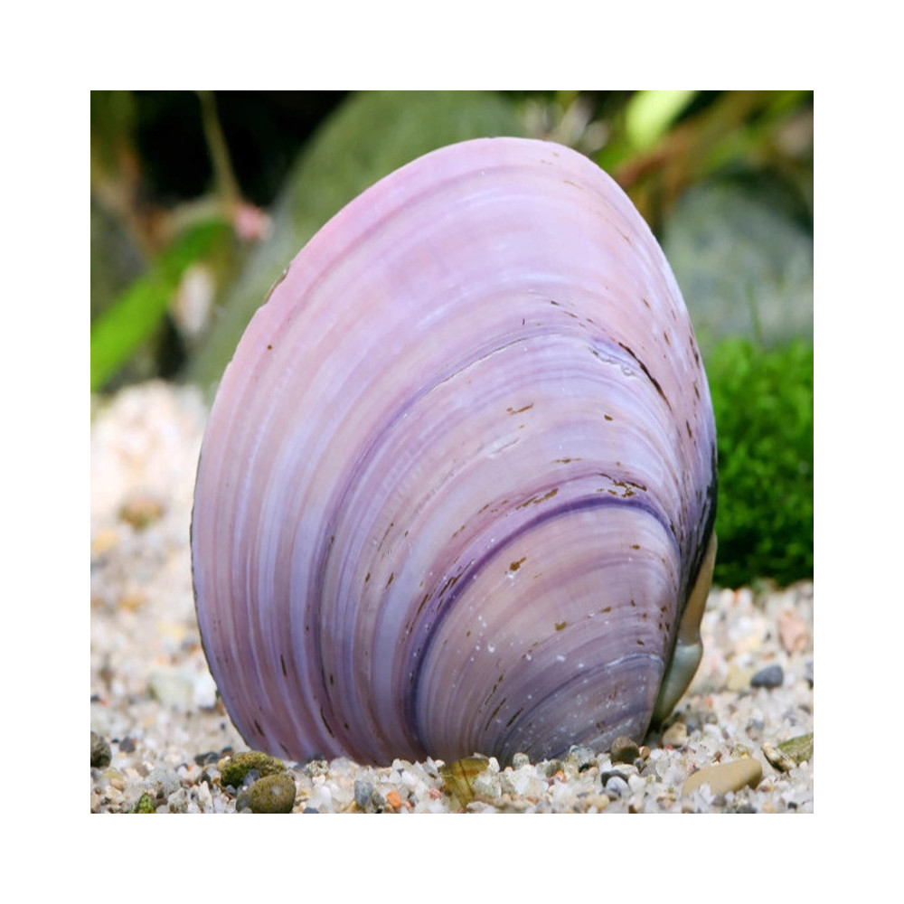 CORBICULA JAVANICUS PURPLE