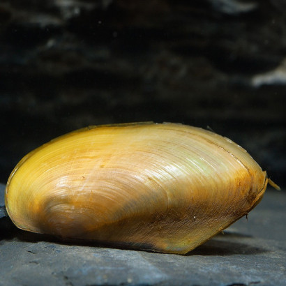 PILSBRYONCHA EXILIS / MOULE DOREE