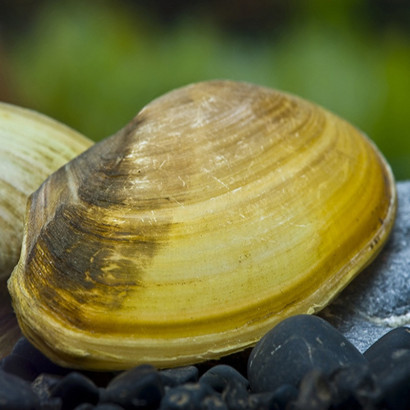 PILSBRYONCHA EXILIS / MOULE DOREE