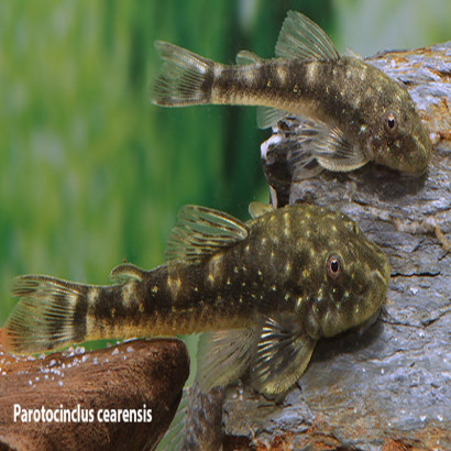 PAROTOCINCLUS CEARENSIS  3-4 cms