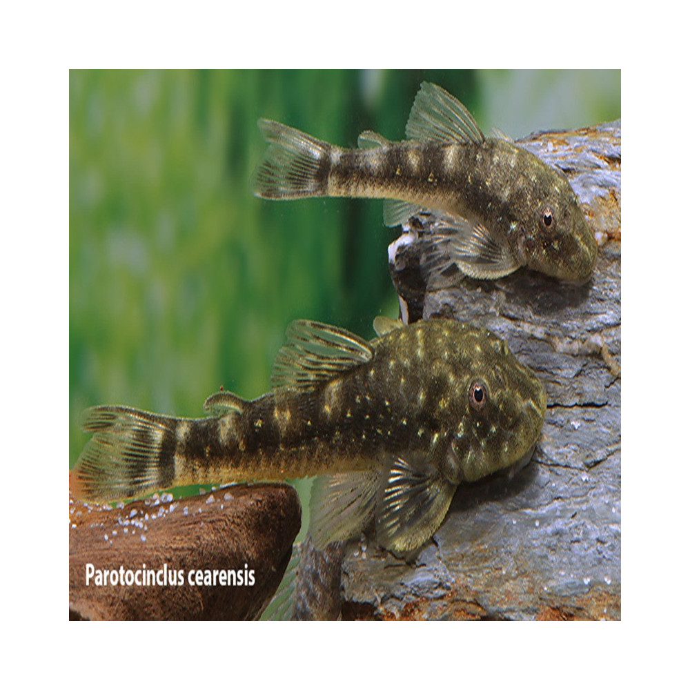 PAROTOCINCLUS CEARENSIS 3-4 cms PAROTOCINCLUS CEARENSIS 3-4 cms