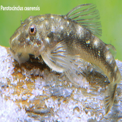 PAROTOCINCLUS CEARENSIS  3-4 cms