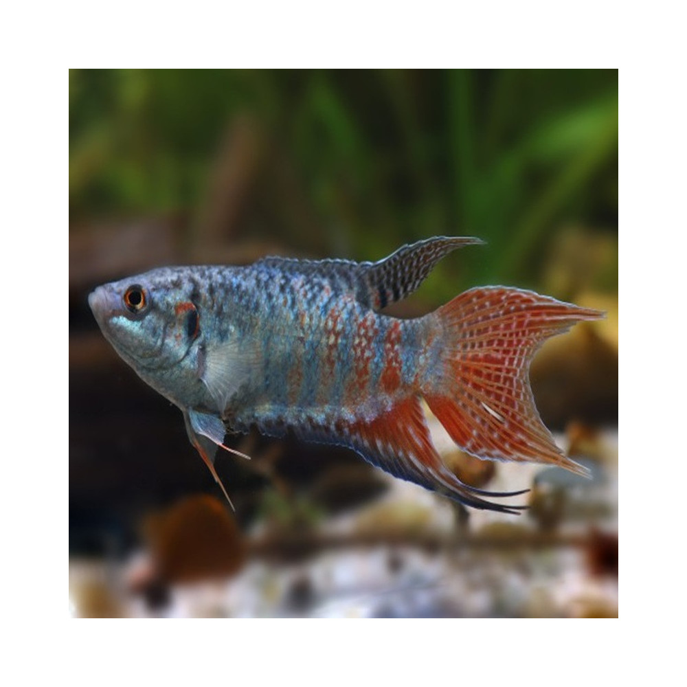 MACROPODUS OPERCULARIS / POISSON PARADIS 4-5 CMS MACROPODUS OPERCULARIS / POISSON PARADIS 4-5 CMS