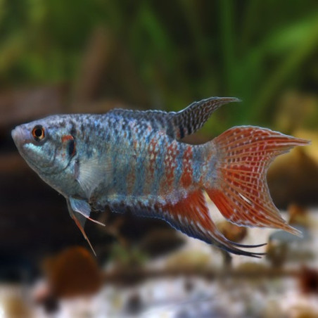 MACROPODUS OPERCULARIS / POISSON PARADIS 4-5 CMS