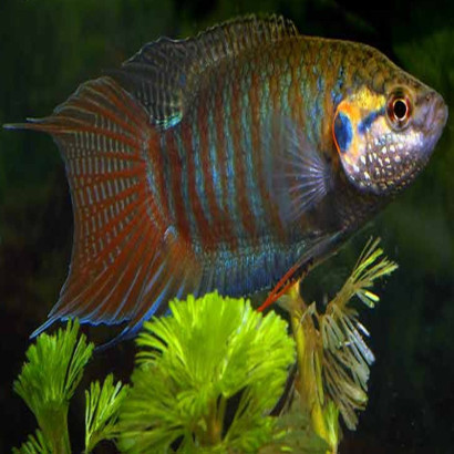 MACROPODUS OPERCULARIS / POISSON PARADIS 4-5 CMS