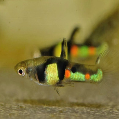 POECILIA WINGEI EL TIGRE / couple