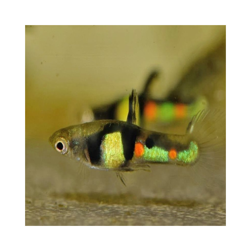 POECILIA WINGEI EL TIGRE / couple POECILIA WINGEI EL TIGRE / couple