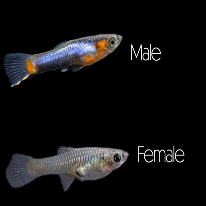 POECILIA WINGEI BLUE STAR / COUPLE