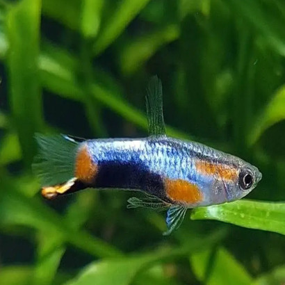 POECILIA WINGEI BLUE STAR / COUPLE