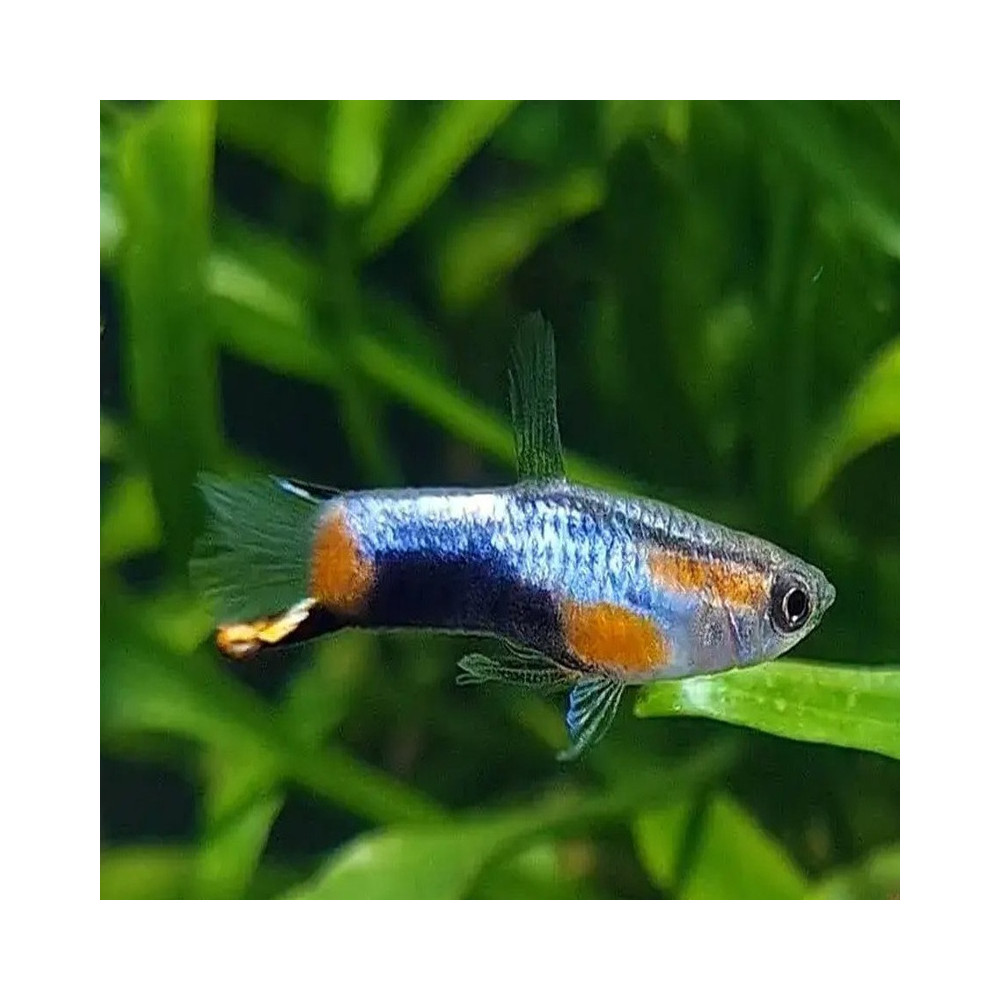 POECILIA WINGEI BLUE STAR / COUPLE POECILIA WINGEI BLUE STAR / COUPLE