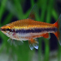 NANNOSTOMUS BECKFORDI RED / POISSON CRAYON DORE