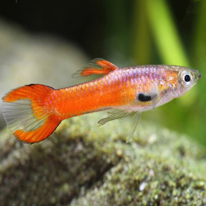 POECILIA WINGEI SCARLET / COUPLE