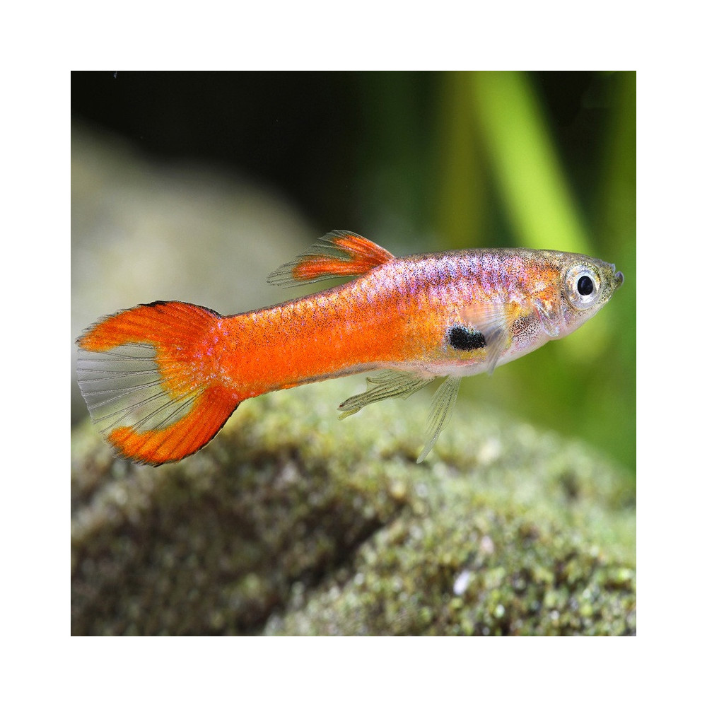 POECILIA WINGEI SCARLET / COUPLE POECILIA WINGEI SCARLET / COUPLE
