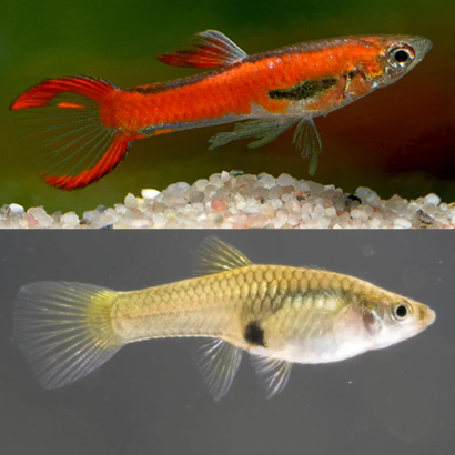 POECILIA WINGEI SCARLET / COUPLE