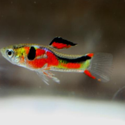 POECILIA WINGEI RED CHEST / COUPLE
